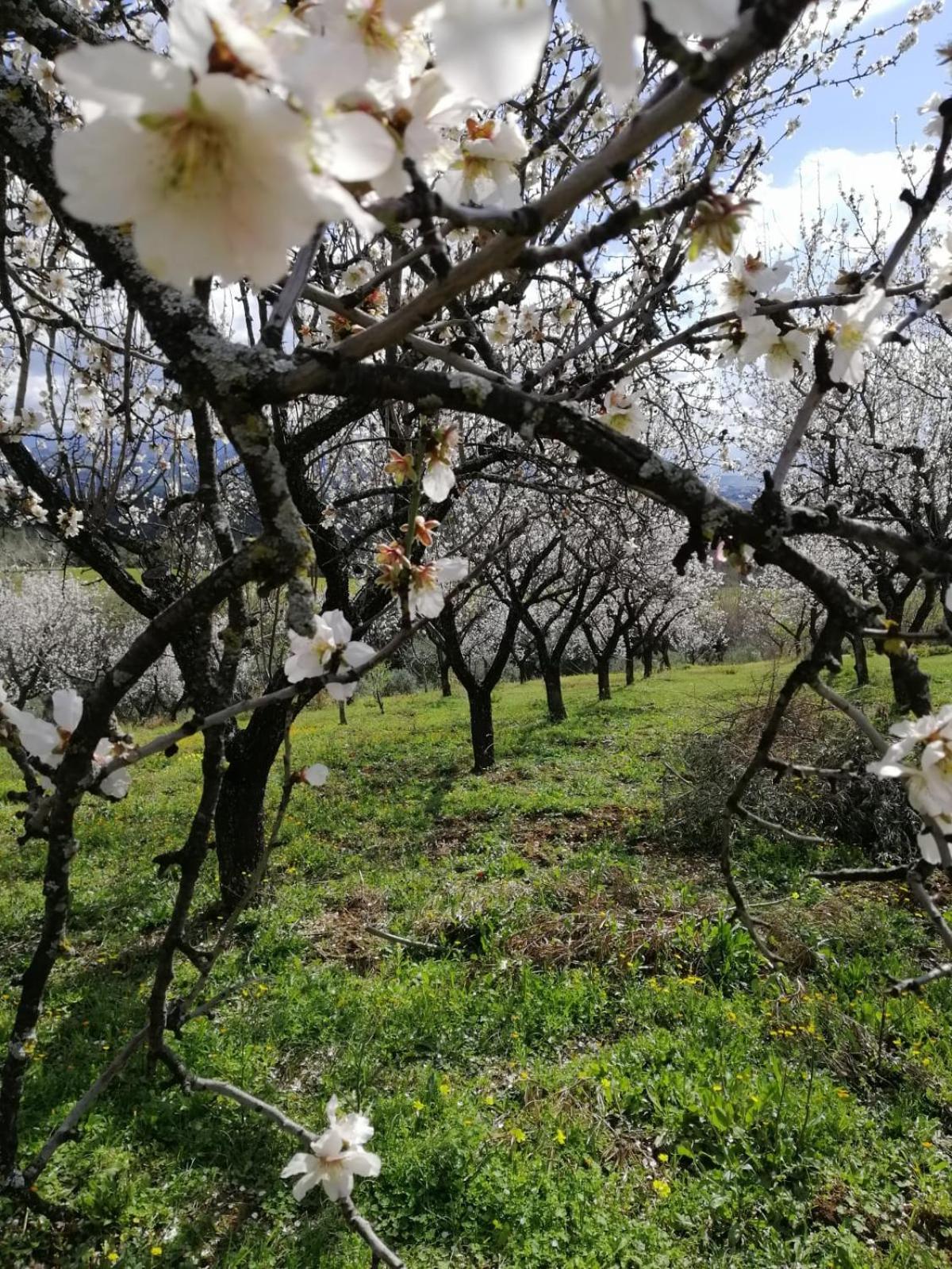 Vila Agriturismo Vemi Santa Sofia d'Epiro Exteriér fotografie